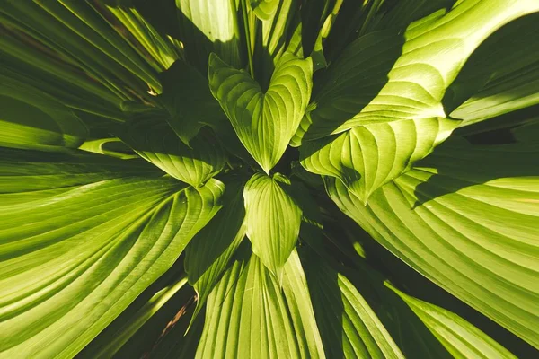 Botanik bahçesinde sabah yeşil yapraklar