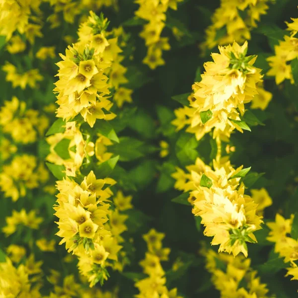 Manhã Jardim Botânico Flor Amarela — Fotografia de Stock