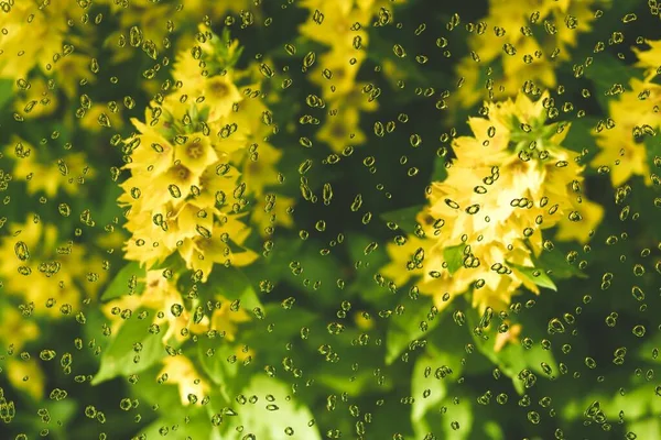 Mattina Nel Giardino Botanico Fiore Giallo — Foto Stock