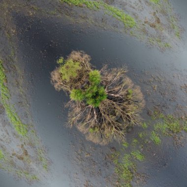 Su zemininde yaz sabahı ağacı