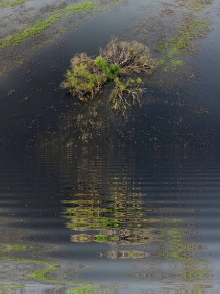 Matin Été Arbre Sur Fond Eau — Photo