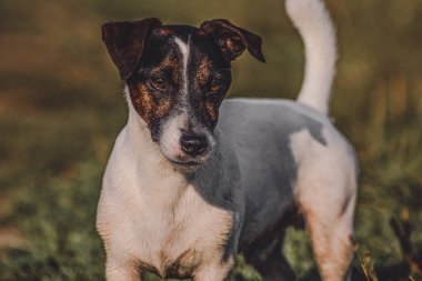 Jack Russell Terrier cinsinin yaz akşamı köpeği.