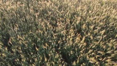 Şehir manzarasının dışında harika bir yaz sabahı