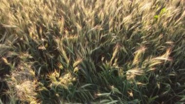 Şehir manzarasının dışında harika bir yaz sabahı