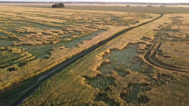 Ein Wunderbarer Sommermorgen Vor Den Toren Der Stadt — Stockvideo