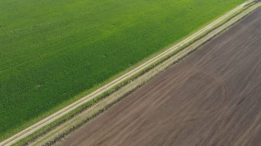Tarımsal bir tarla manzarası üzerine yaz sabahı