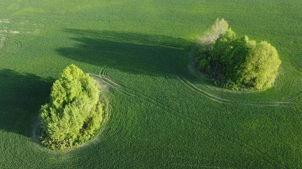 Mañana Verano Sobre Campo Agrícola Vista Superior — Foto de Stock