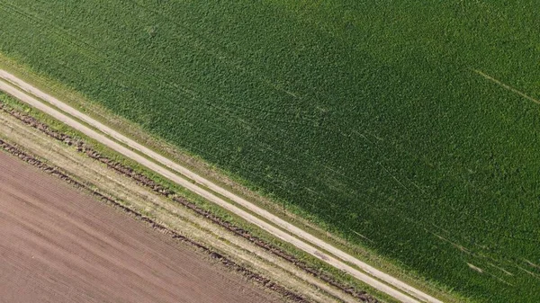 Summer Morning Agricultural Field Top View — Stock Photo, Image