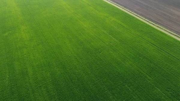 Matin Été Sur Champ Agricole Vue Dessus — Photo