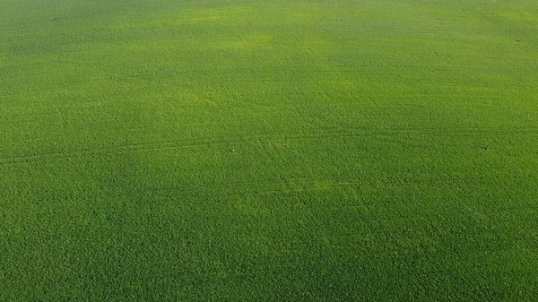 Tarımsal bir tarla manzarası üzerine yaz sabahı