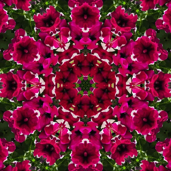 Zomer Morgen Botanische Tuin Rode Bloemen — Stockfoto