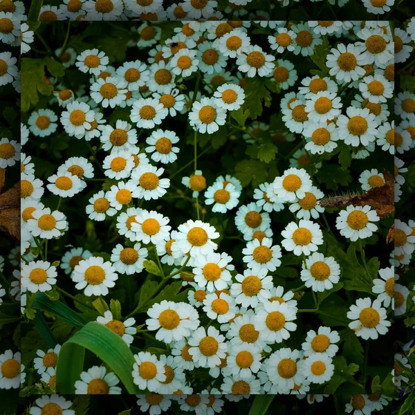 Botanik Bahçesinde Sabah Yabani Çiçekleri — Stok fotoğraf