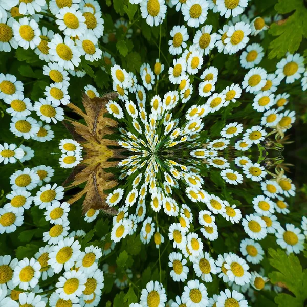 Poranek Ogrodzie Botanicznym Dzikie Kwiaty — Zdjęcie stockowe