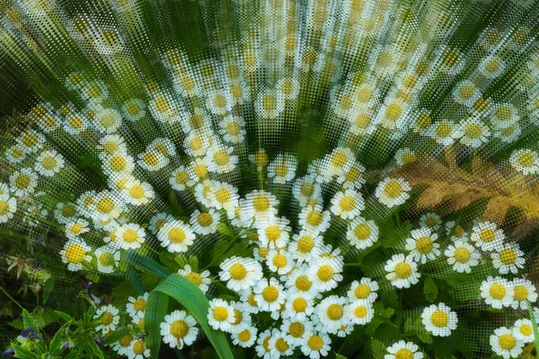 Ráno Botanické Zahradě Divoké Květiny — Stock fotografie