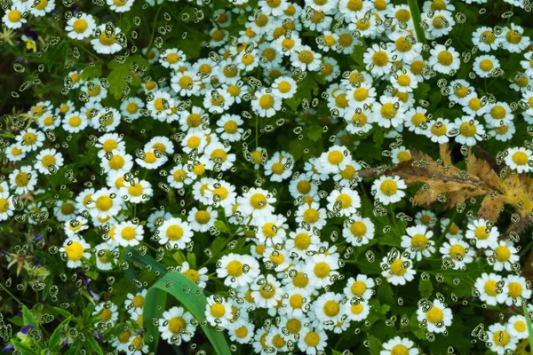 Mattina Nel Giardino Botanico Fiori Selvatici — Foto Stock