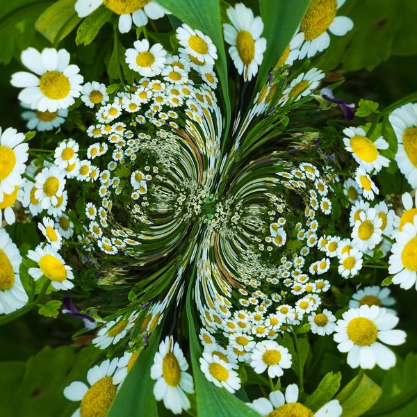 Morgon Botaniska Trädgården Vilda Blommor — Stockfoto