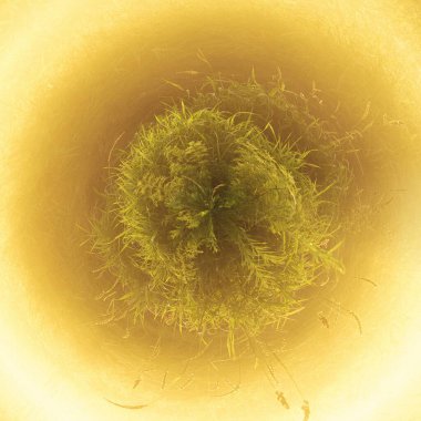 Yaz sabahı arka plan yeşil çimenler ve güneş ışığı