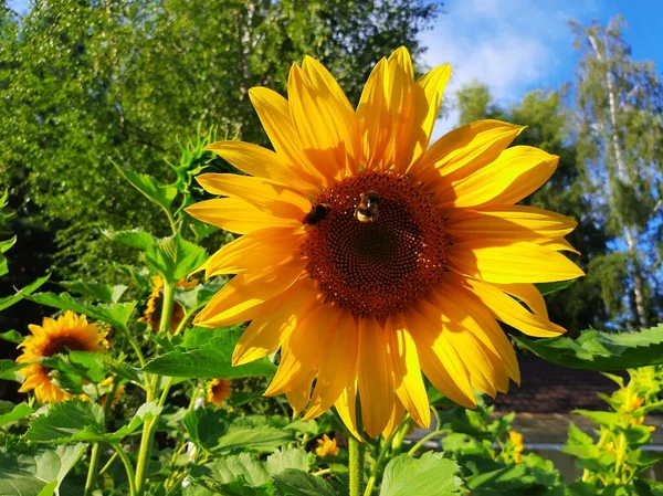 Summer Evening Sunflower Park Bees — Fotografia de Stock