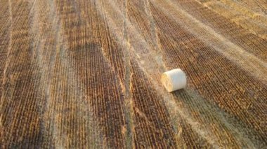 Şehir dışında sisli bir yaz sabahı.