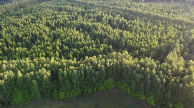 Şehir dışında sisli bir yaz sabahı.