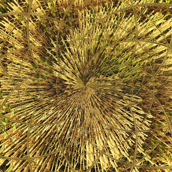 Arka plandaki çimenler kurumuş çiçek yaz sabahı