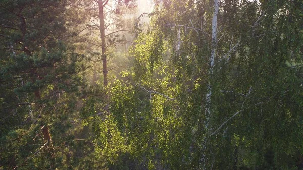 Linda Manhã Verão Sobre Vista Superior Floresta — Fotografia de Stock