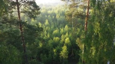 Orman manzarasında sisli bir sabah.