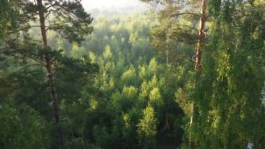 Orman manzarasında sisli bir sabah.