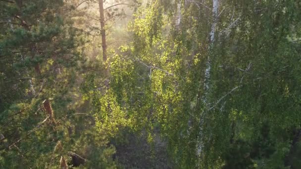 多雾的晨曦笼罩着森林的顶部 — 图库视频影像