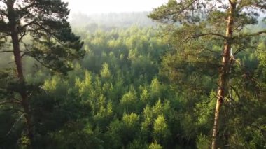 Orman manzarasında sisli bir sabah.