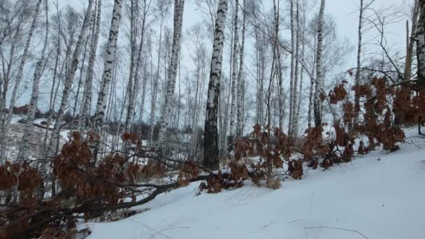 Ein Kalter Wintermorgen Wald Nach Einem Schneefall — Stockvideo