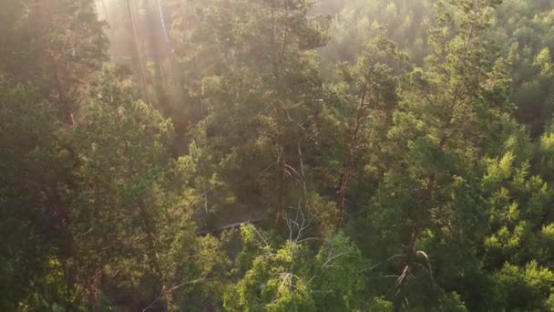 Orman Manzarasında Sisli Bir Sabah — Stok video