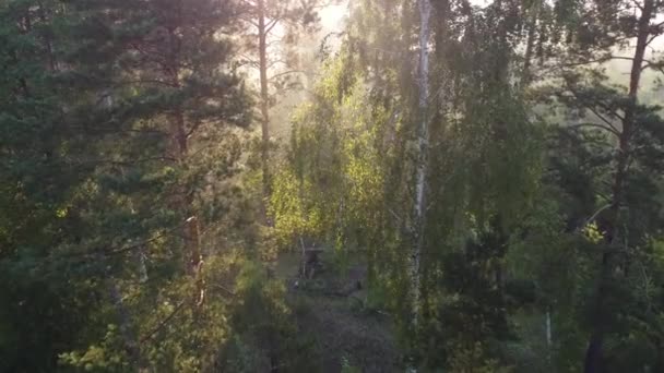 Orman Manzarasında Sisli Bir Sabah — Stok video
