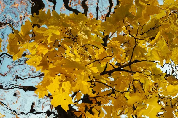 Fond Automne Abstrait Feuilles Jaunes — Photo