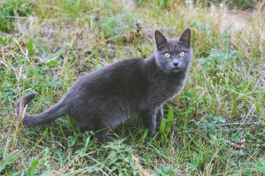 Çimlerin üzerinde gri bir kedi