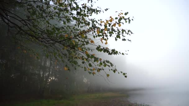 Туманное Осеннее Утро Над Лесным Озером — стоковое видео