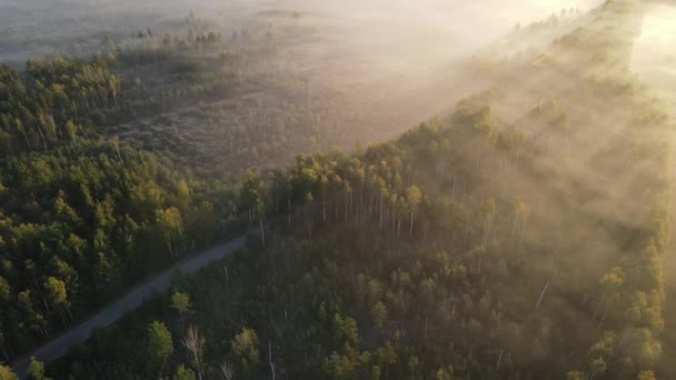 Una Maravillosa Vista Otoño Por Mañana Carretera Través Del Bosque — Vídeos de Stock