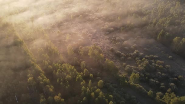 Una Maravillosa Mañana Otoño Sobre Vista Superior Del Bosque — Vídeos de Stock