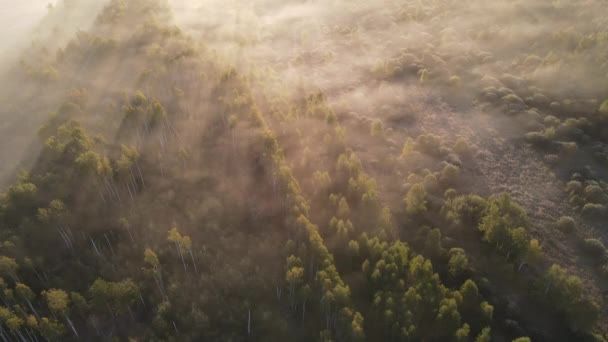 Ormana Giden Yol Sisli Bir Sonbahar Sabahı Şehrin Dışında — Stok video