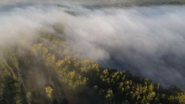 Ormana giden yol sisli bir sonbahar sabahı şehrin dışında.
