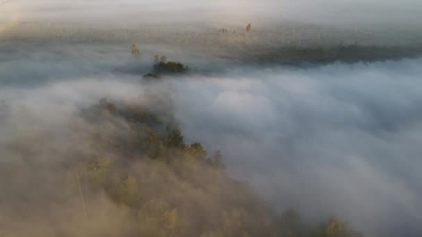 Nebelige Morgendämmerung Über Dem Waldblick — Stockvideo