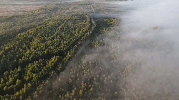 Misty Αυγή Πάνω Από Την Κορυφή Του Δάσους Άποψη — Αρχείο Βίντεο