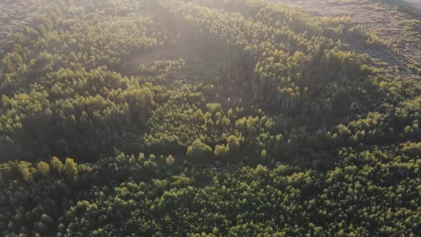 Amanecer Brumoso Sobre Vista Superior Del Bosque — Vídeos de Stock