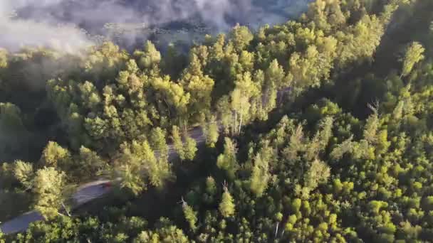 穿过森林的高速公路 是一个雾蒙蒙的秋天早晨 — 图库视频影像
