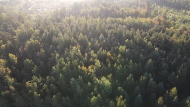 Misty Αυγή Πάνω Από Την Κορυφή Του Δάσους Άποψη — Αρχείο Βίντεο
