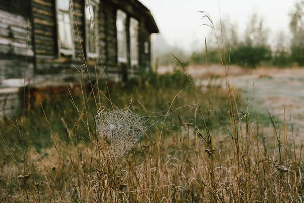 Pajęczyny Trawie Jesienny Poranek Poza Miastem — Zdjęcie stockowe