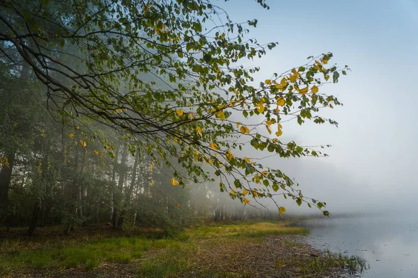 Nebliger Morgen Über Dem Waldsee — Stockfoto