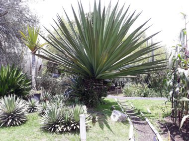 Botanik müzesinde büyük bir bitki..