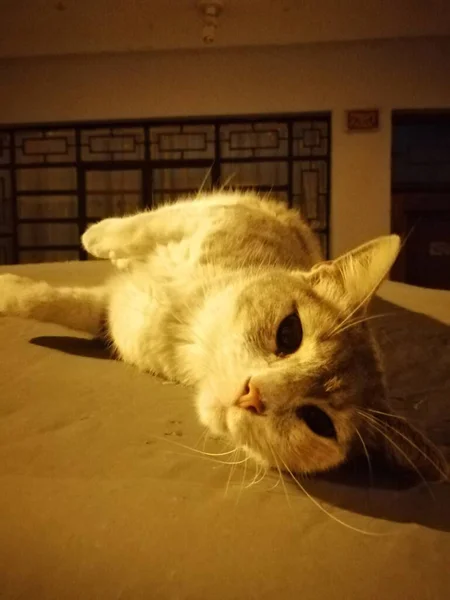 Кошка Дремлет — стоковое фото