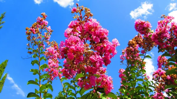 Lagerstroemia indica
